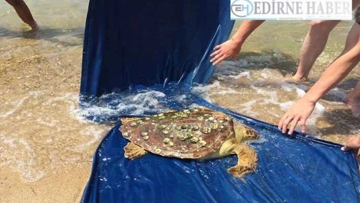 Saros Körfezi'nde yaralı deniz kaplumbağası bulundu