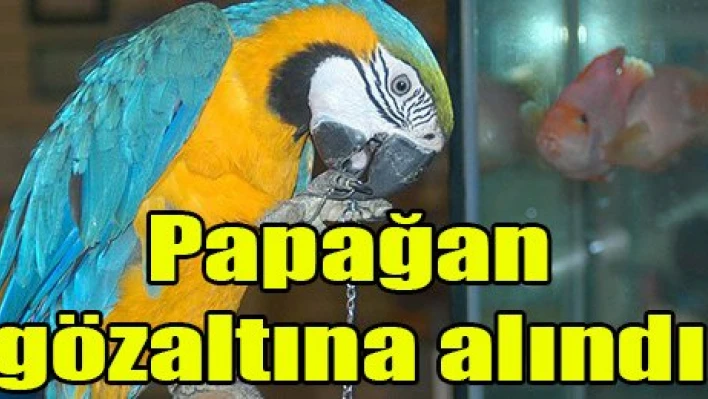 Papağan gözaltına alındı