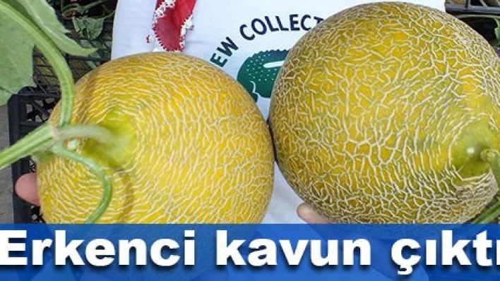 Kavun hasadı yapıldı