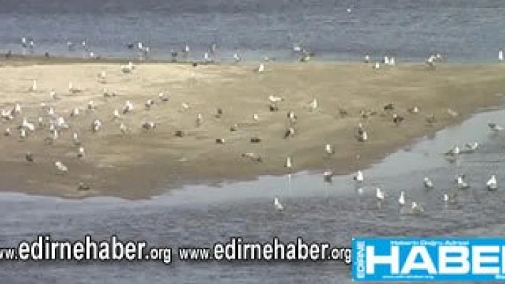 Tunca kurudu, Meriç nehri kuşlara yuva oldu