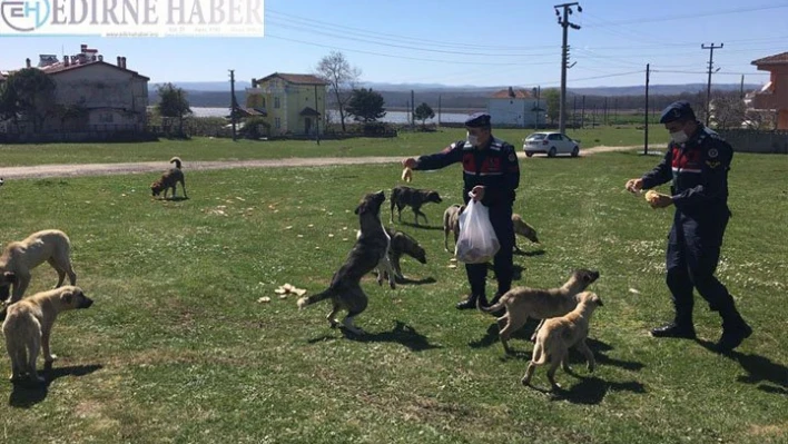 Sokak hayvanlarına mama takviyesi