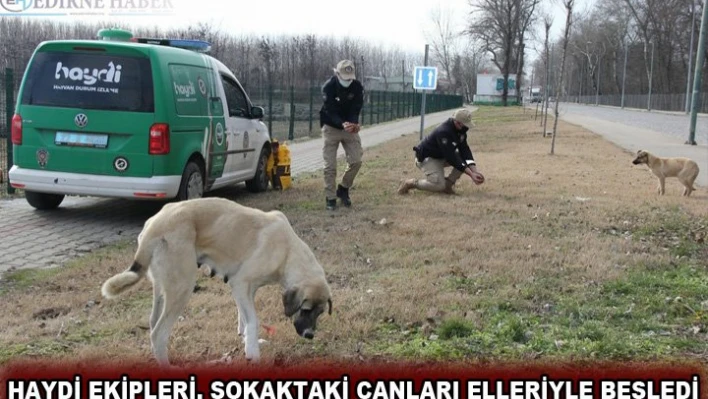 HAYDİ ekipleri, sokaktaki canları elleriyle besledi