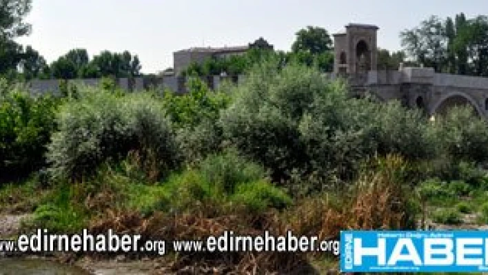 Nehir yatağı orman oldu