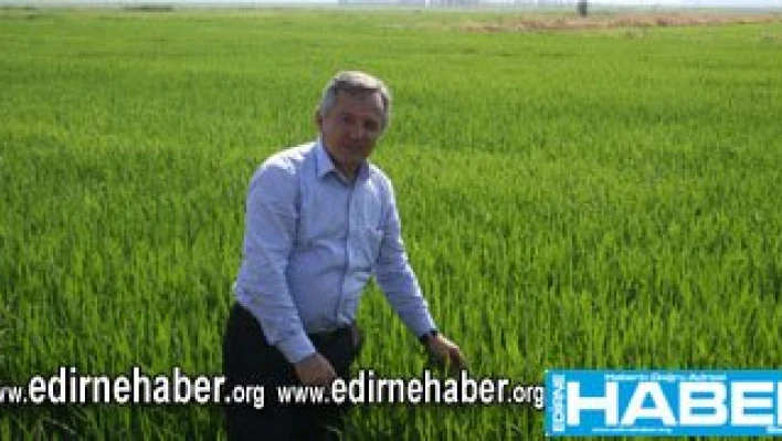 ''Çeltikle ilgili sorunlarımız her geçen gün artmaktadır''