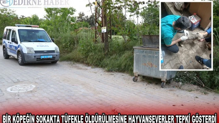 Edirne'de bir köpeğin sokakta tüfekle öldürülmesine hayvanseverler tepki gösterdi