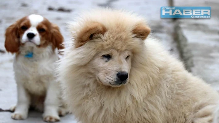 YAVRU KÖPEKLER İÇİN İHALE YAPILDI