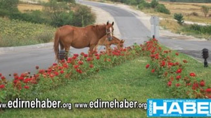 Belediye Çiçekleri Atlara yem oldu