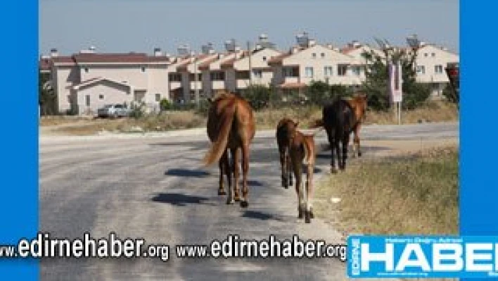 'Her yerde aynı sorun'