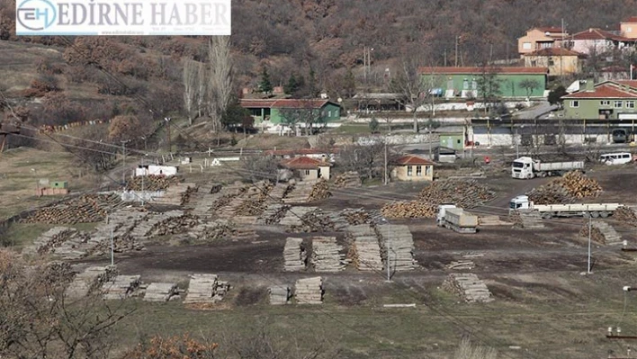 Kaçak ağaç kesimine soruşturma