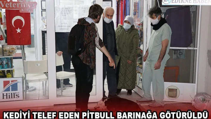 Kediyi telef eden pitbull barınağa götürüldü