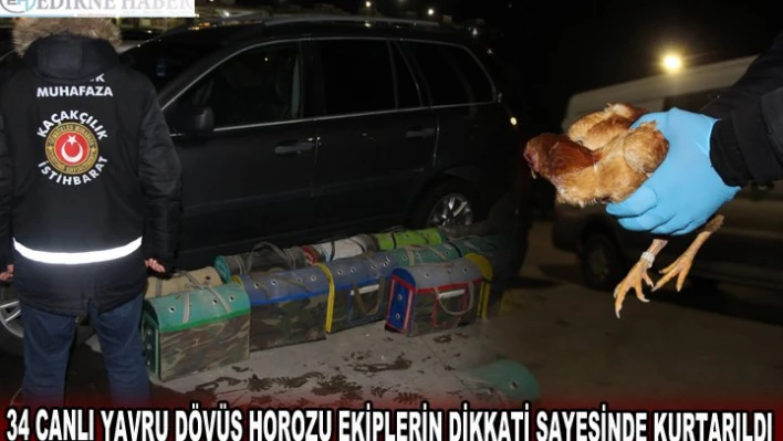 34 CANLI YAVRU DÖVÜŞ HOROZU EKİPLERİN DİKKATİ SAYESİNDE KURTARILDI