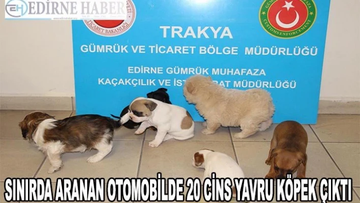 Sınırda aranan otomobilde 20 cins yavru köpek çıktı