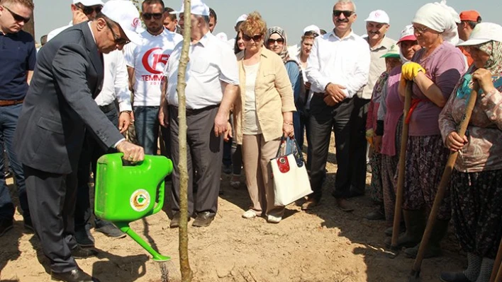 250 Fidan dikildi