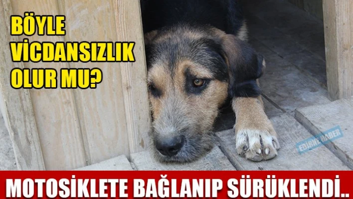 Bunu yapan insan mı?