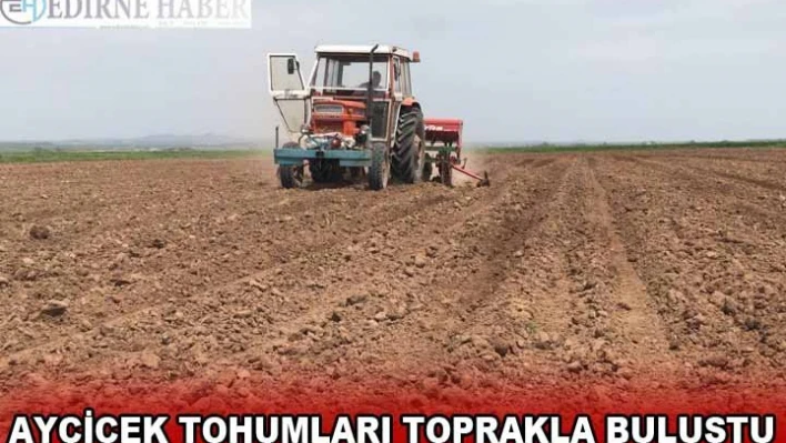 Edirne'de ayçiçek tohumları toprakla buluştu
