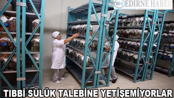 Tıbbi sülük talebine yetişemiyorlar