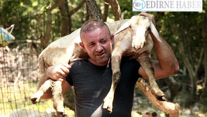 'Dünyanın en iyi koyun kırkımcısı' olmak istiyor