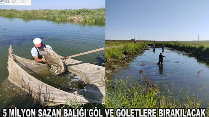 5 milyon sazan balığı göl ve göletlere bırakılacak