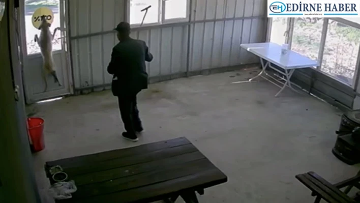 5 aylık köpek köy sakini tarafından bastonla dövüldü