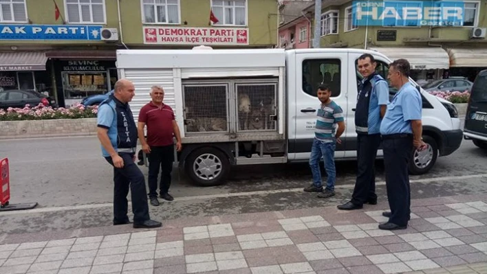 Tedavileri yapılıp doğaya bırakıldılar
