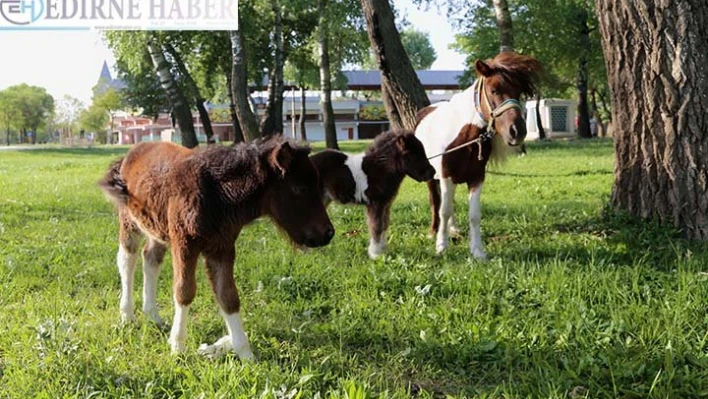 Sarayiçi'nin sevimli tayları ilgi topluyor