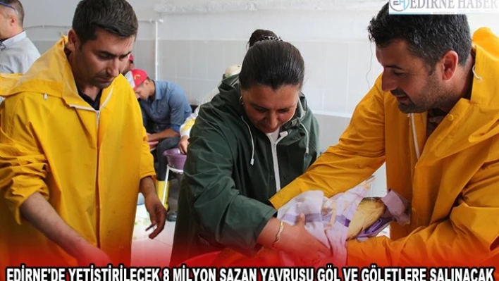 EDİRNE'DE YETİŞTİRİLECEK 8 MİLYON SAZAN YAVRUSU GÖL VE GÖLETLERE SALINACAK