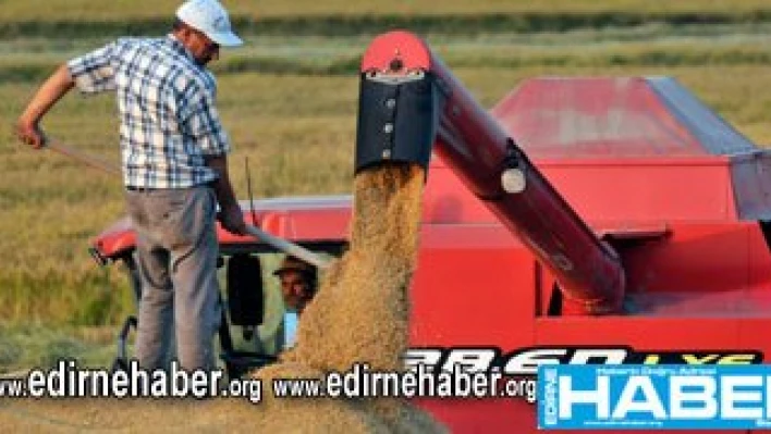 Çeltik hasadı başladı
