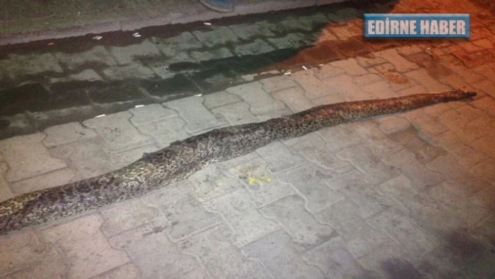 3 metrelik ölü yılan bulundu