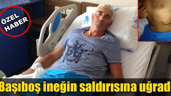 İneğin yaptığına bak