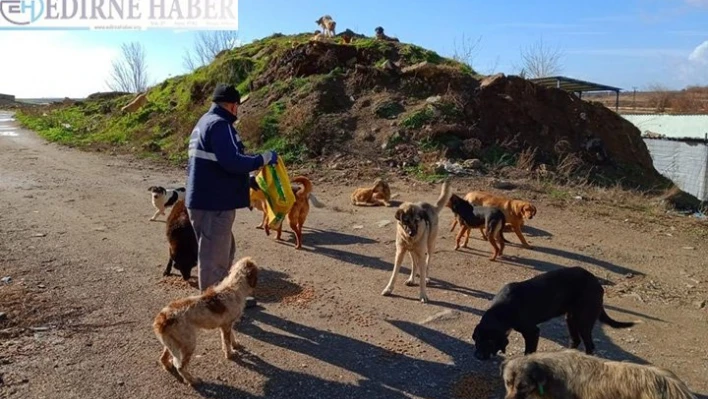 Keşan Belediyesi sokak hayvanlarını besledi