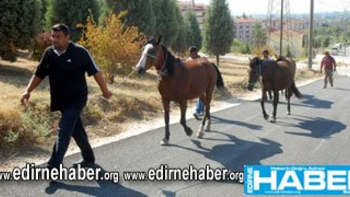 Vali talimat verdi, Atlar toplanmaya başladı