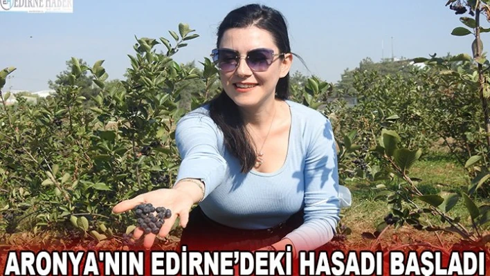 Anavatanı Kuzey Amerika olan Aronya'nın Edirne'deki hasadı başladı