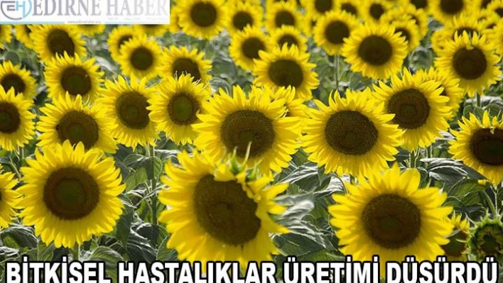 BİTKİSEL HASTALIKLAR ÜRETİMİ DÜŞÜRDÜ