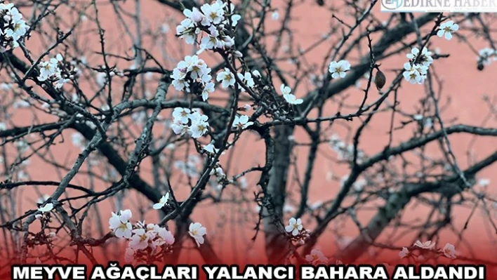 Meyve ağaçları yalancı bahara aldandı