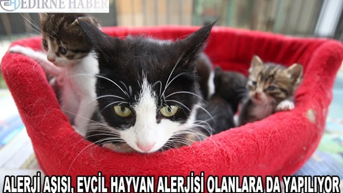 Alerji aşısı, evcil hayvan alerjisi olanlara da yapılabiliyor