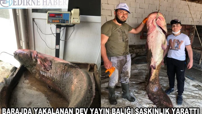 Zabtiye kardeşler, dev yayın balığı yakaladı