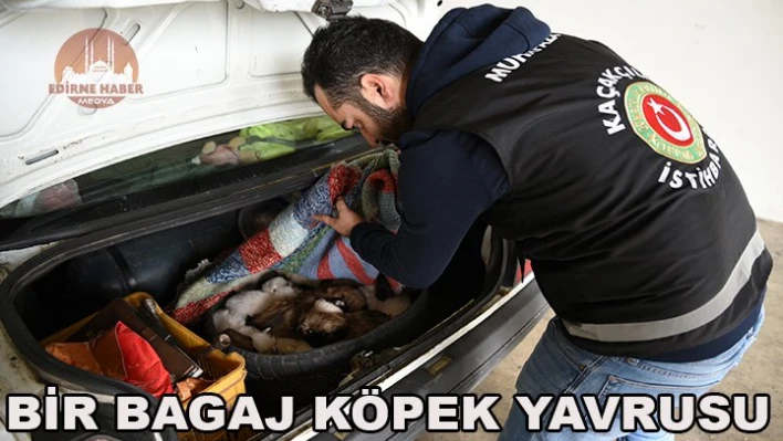 Bir bagaj köpek yavrusu