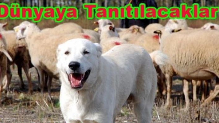 Dünyaya Tanıtılacaklar
