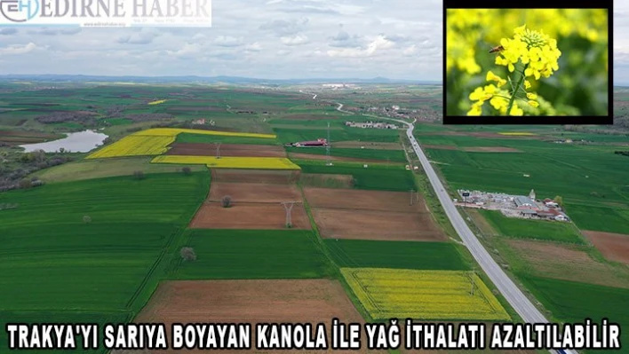 Trakya'yı sarıya boyayan kanola ile yağ ithalatı azaltılabilir