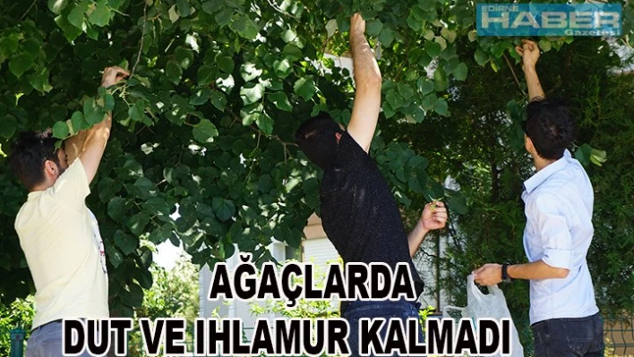 Dut ve ıhlamur zamanı
