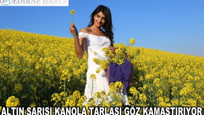 Altın sarısı kanola tarlaları göz kamaştırıyor