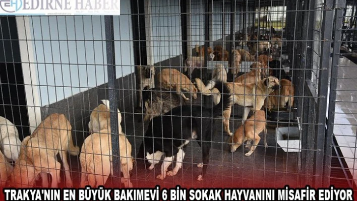 Trakya'nın en büyük bakımevi 6 bin sokak hayvanını misafir ediyor
