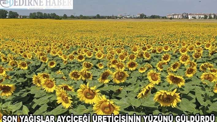 Son yağışlar ayçiçeği üreticisinin yüzünü güldürdü