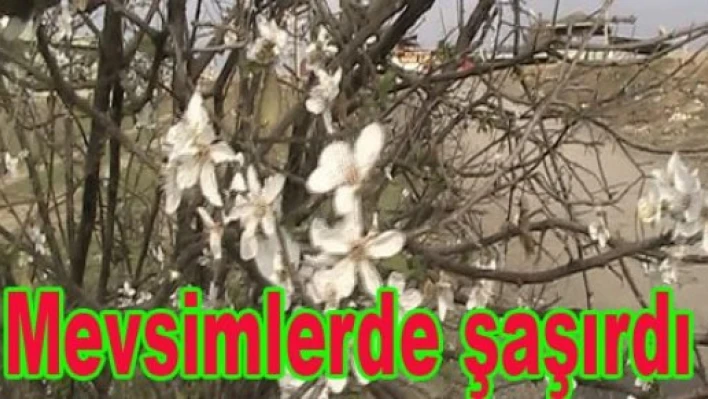 Ağaçlar Çiçek Açtı