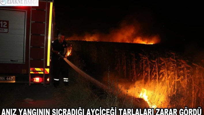 ANIZ YANGININ SIÇRADIĞI AYÇİÇEĞİ TARLALARI ZARAR GÖRDÜ