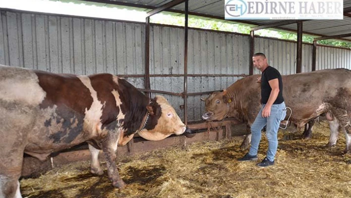 1 tonu geçen kurbanlıklar satışa çıktı