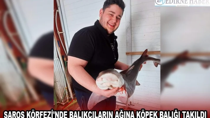 SAROS KÖRFEZİ'NDE BALIKÇILARIN AĞINA KÖPEK BALIĞI TAKILDI