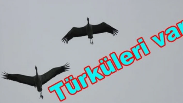 İlk kez fotoğraflandılar