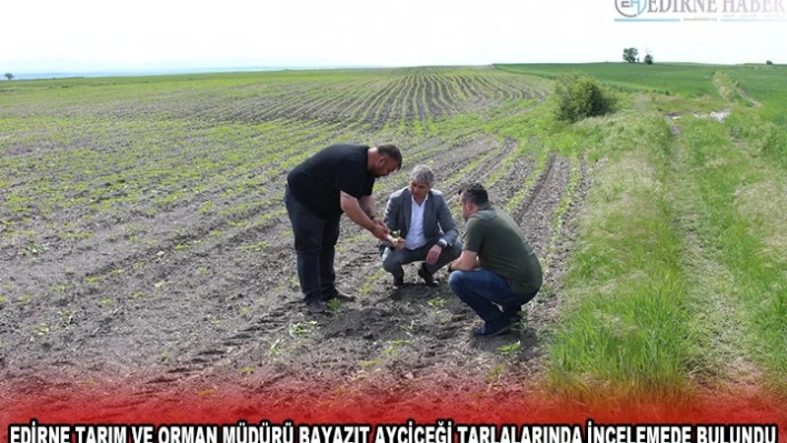 EDİRNE TARIM VE ORMAN MÜDÜRÜ BAYAZIT AYÇİÇEĞİ TARLALARINDA İNCELEMEDE BULUNDU