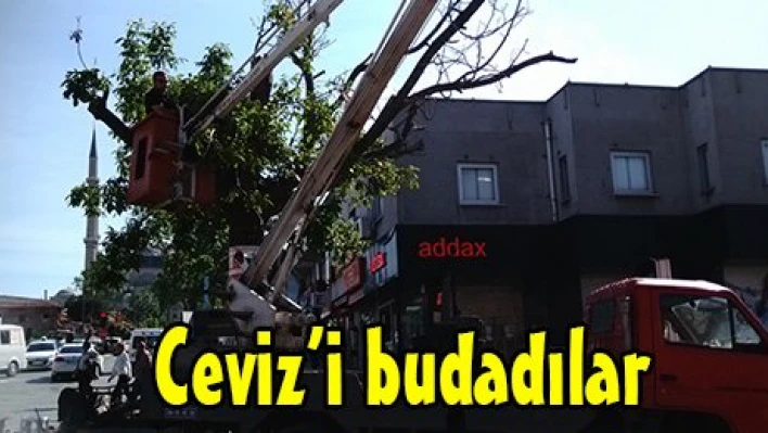 Ceviz'i budadılar